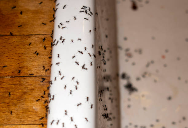Best Rat Extermination Near Me  in Park City, KS